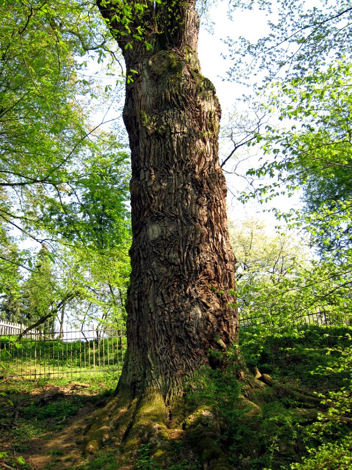 Eiche Schloss Nagel