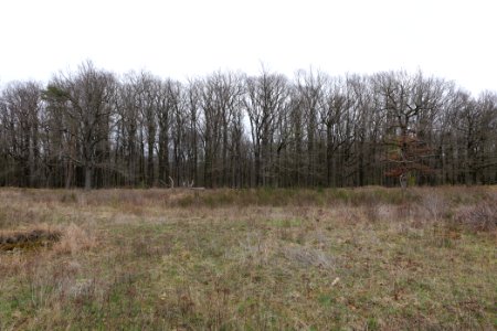 Eichkopf bei Ober-Mörlen 2021-04-02 42
