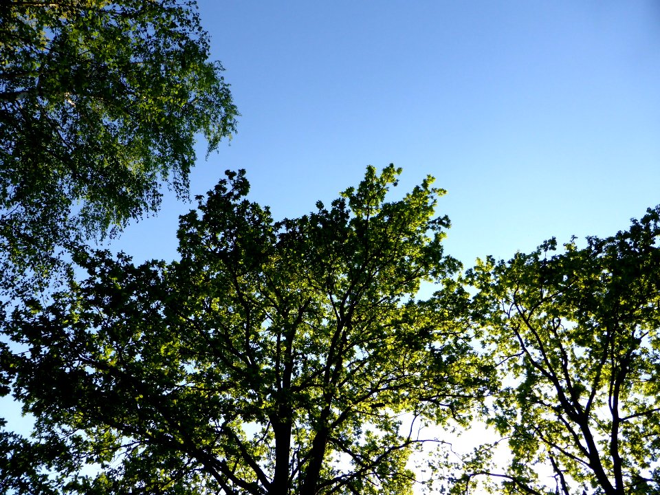 Eiche-in-sonne-1