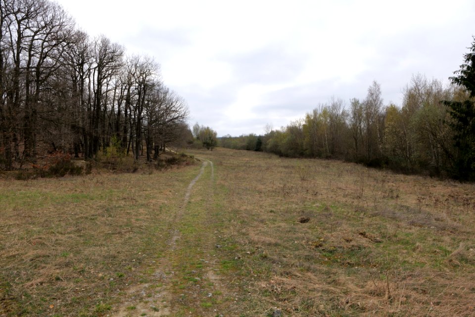 Eichkopf bei Ober-Mörlen 2021-04-02 74