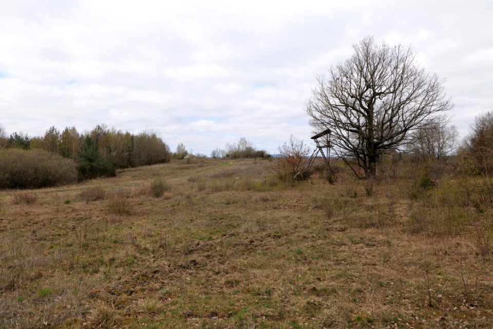 Eichkopf bei Ober-Mörlen 2021-04-02 70