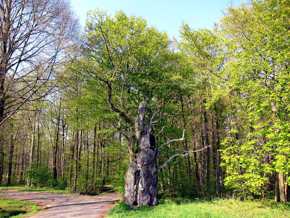 Eiche bei Untererthal, 4