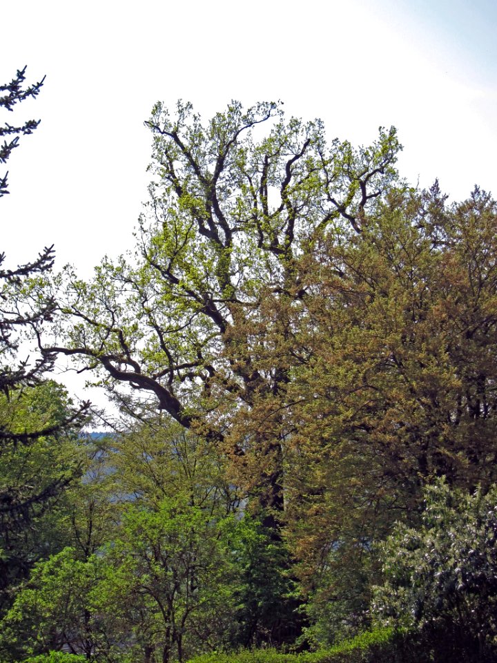 Eiche Schloss Nagel, 2