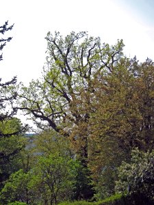 Eiche Schloss Nagel, 2