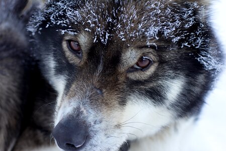 Lapland musher snow dog photo