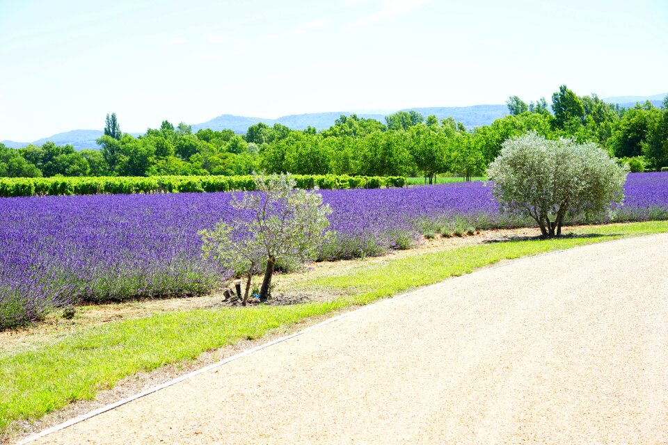 Lavender cultivation cultivation agriculture