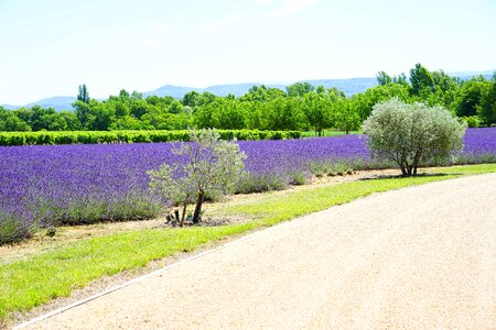 Lavender cultivation cultivation agriculture photo