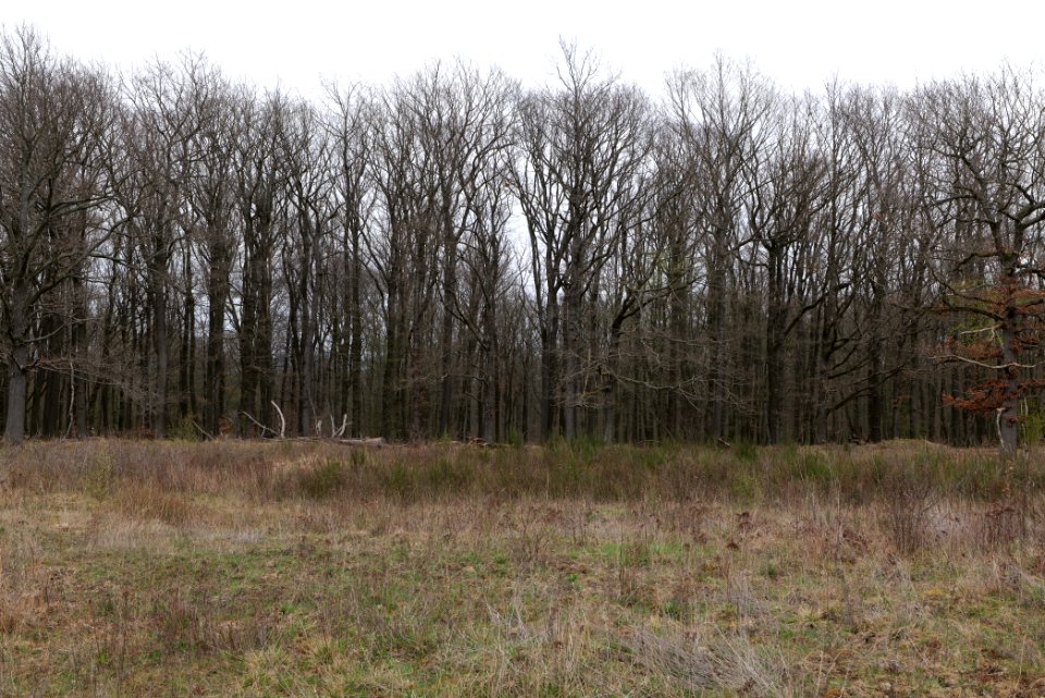 Eichkopf bei Ober-Mörlen 2021-04-02 43
