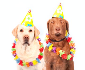 Pet ernst labrador