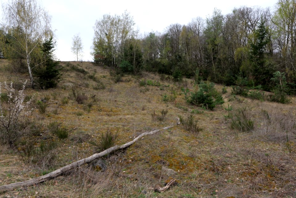Eichkopf bei Ober-Mörlen 2021-04-02 59