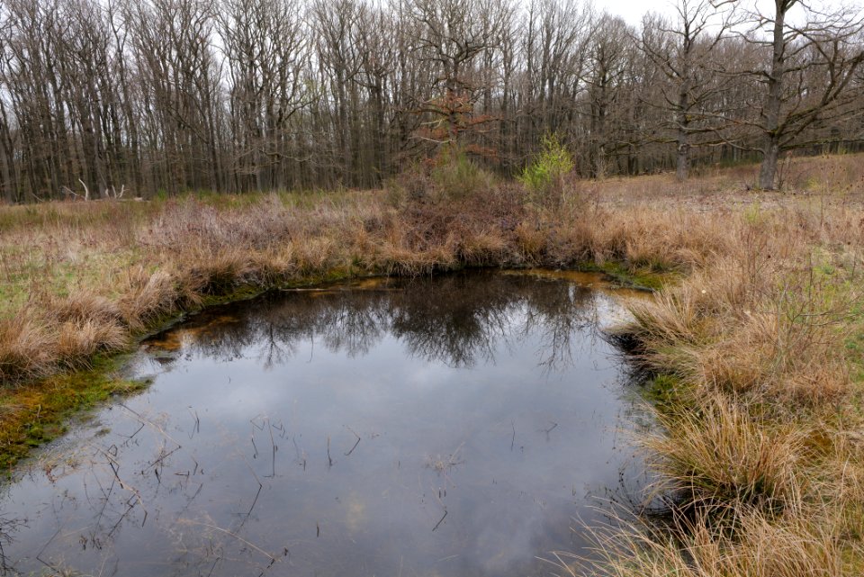 Eichkopf bei Ober-Mörlen 2021-04-02 37