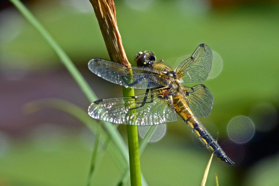 Nature flight insect animal