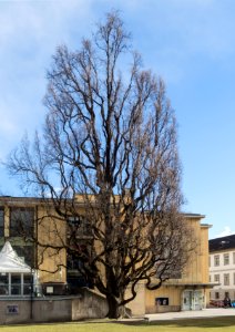 Eiche vor Innsbrucker Stadtcafe