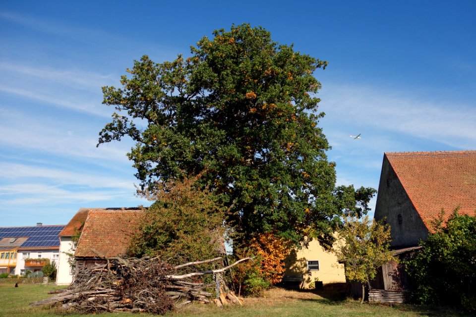 Eiche Petersdorf, 1