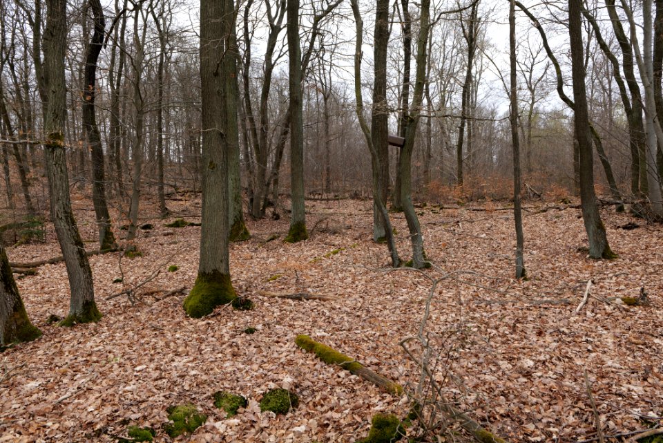 Eichkopf bei Ober-Mörlen 2021-04-02 63