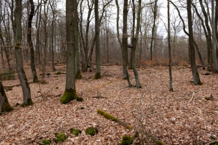 Eichkopf bei Ober-Mörlen 2021-04-02 63