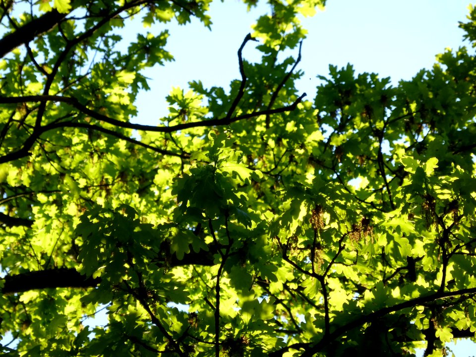 Eiche-in-sonne-2