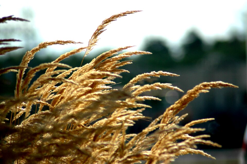 Grass wind movement