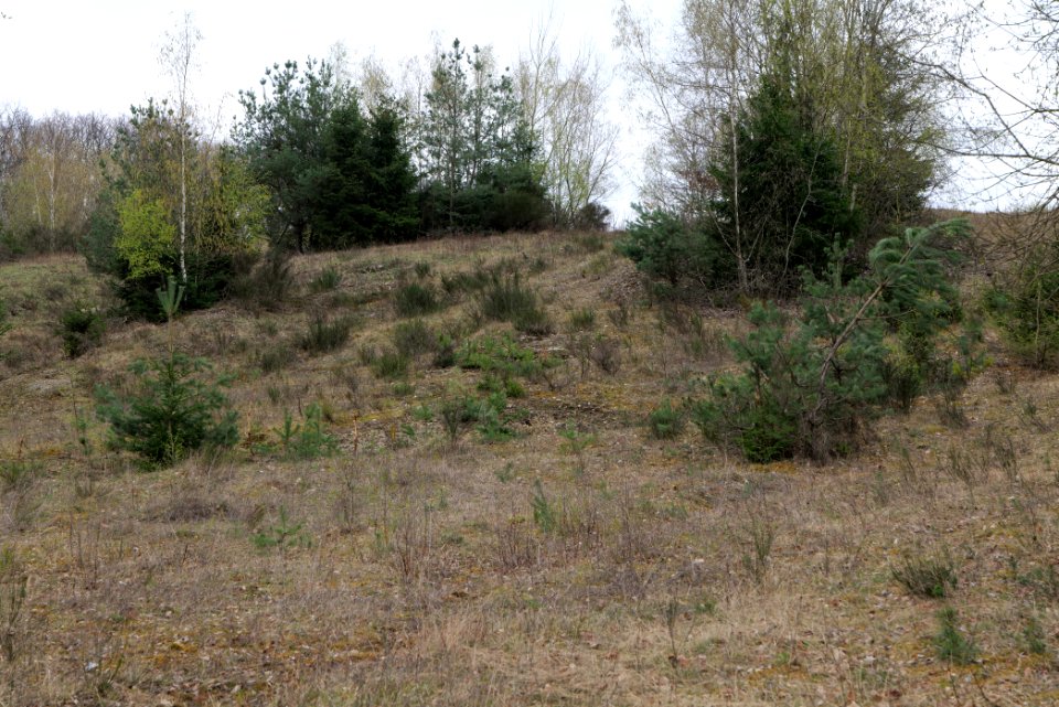 Eichkopf bei Ober-Mörlen 2021-04-02 61