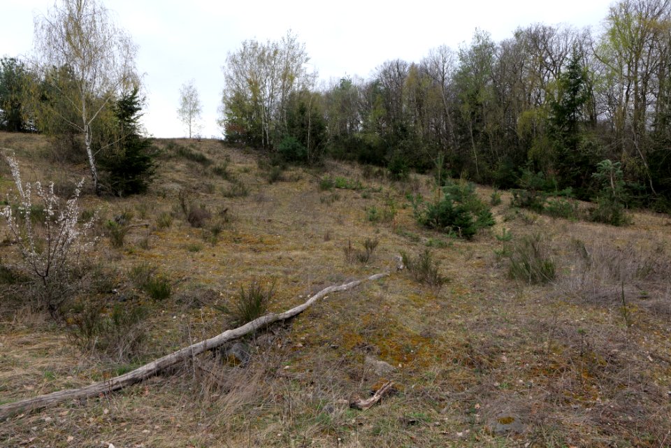 Eichkopf bei Ober-Mörlen 2021-04-02 58