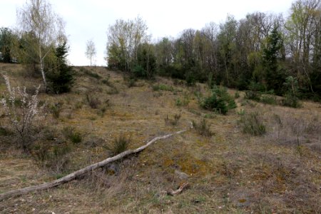 Eichkopf bei Ober-Mörlen 2021-04-02 58