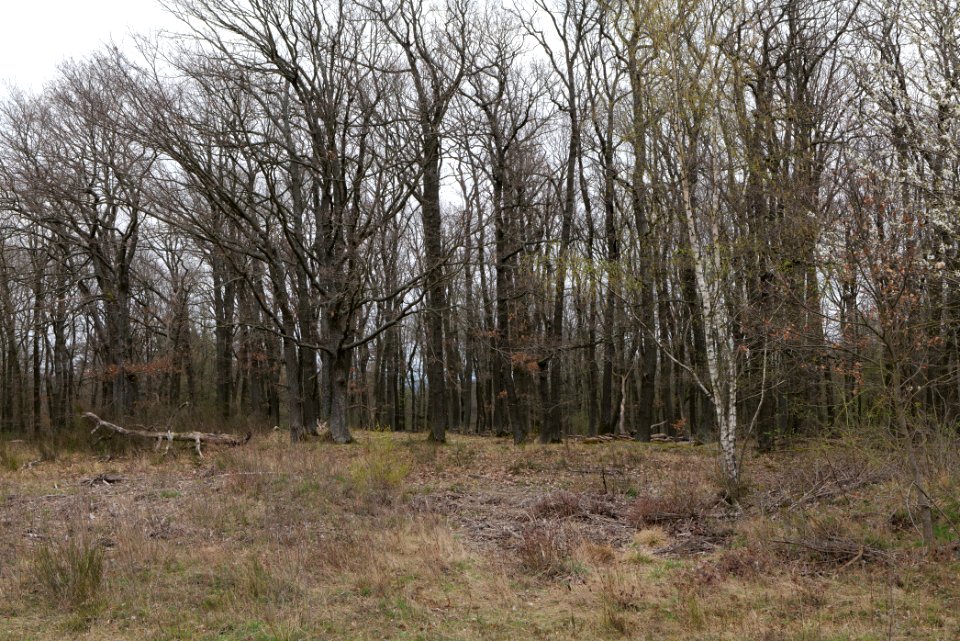 Eichkopf bei Ober-Mörlen 2021-04-02 49