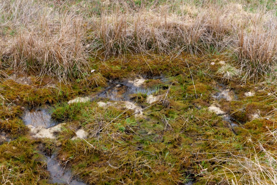 Eichkopf bei Ober-Mörlen 2021-04-02 45