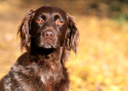 Purebred dog nature autumn photo