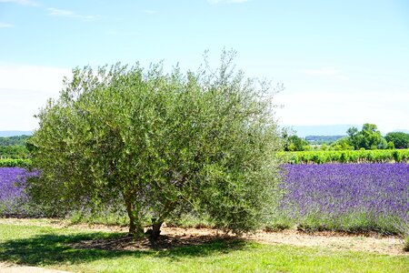 Idyllic lavender lavender field photo