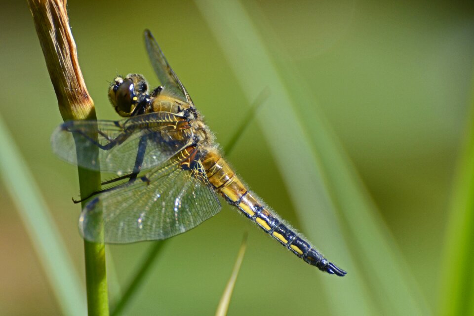 Nature flight insect animal