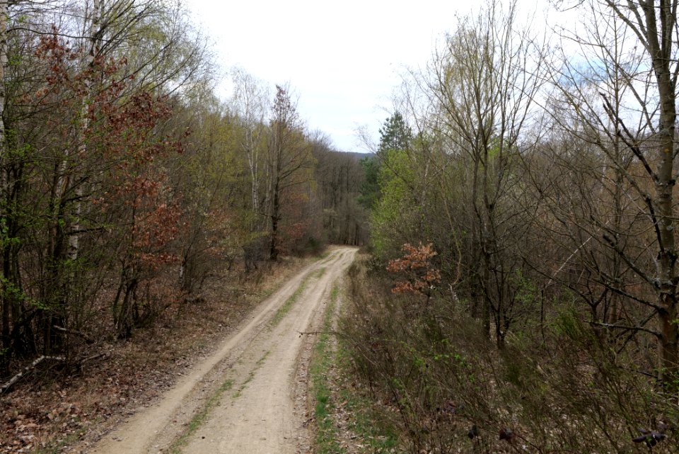 Eichkopf bei Ober-Mörlen 2021-04-02 89