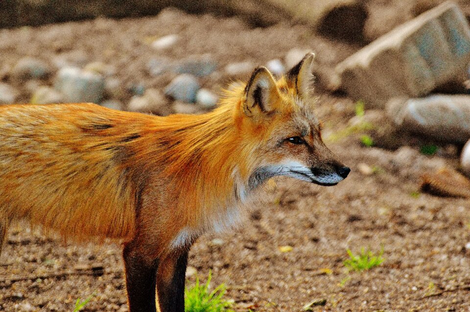 Animal world forest animal nature