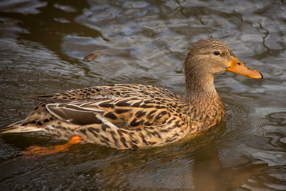Nature animals birds