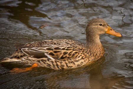 Nature animals birds