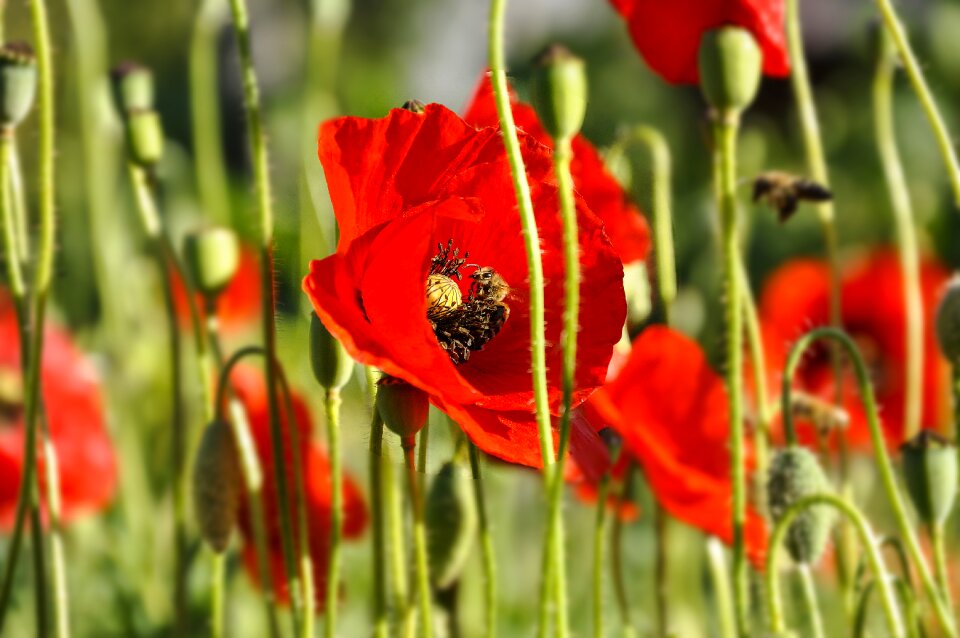 Nature summer bee photo