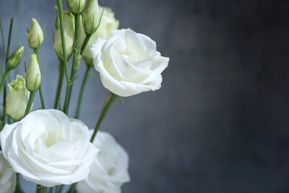 Bloom white white flower
