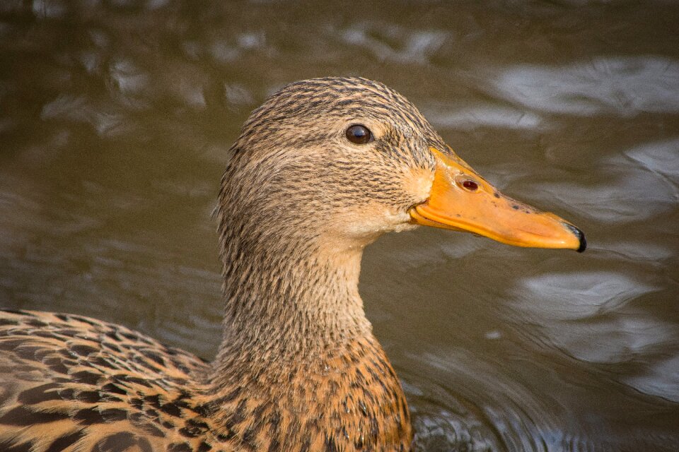 Nature head animals