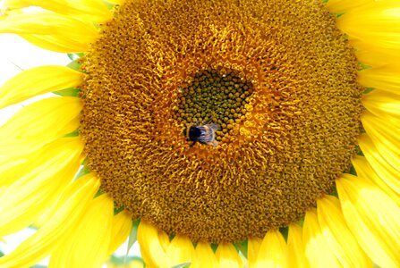 Summer sun garden