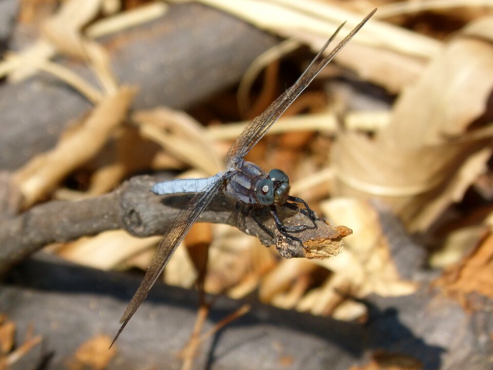 Orthetrum cancellatum dragonfly river