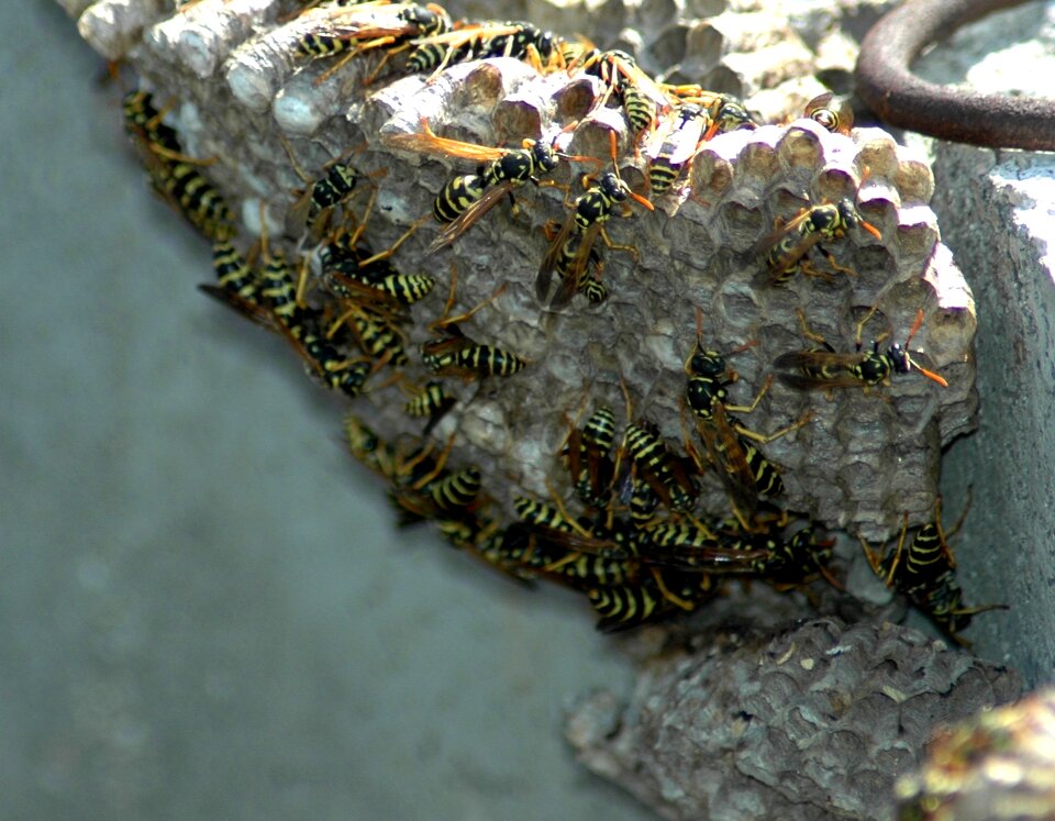 Wasps nest wasp nest