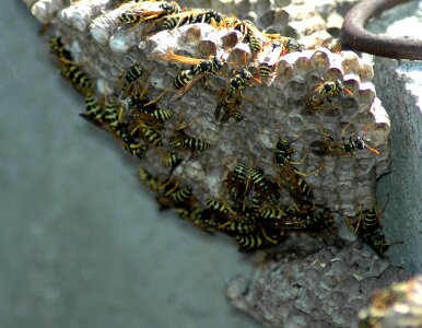 Wasps nest wasp nest