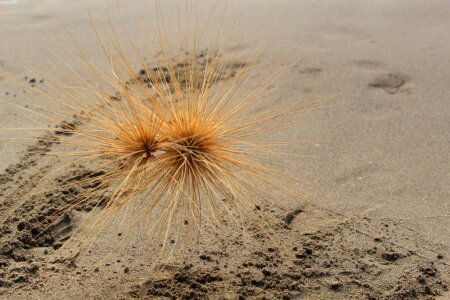 Sand beach dry plant