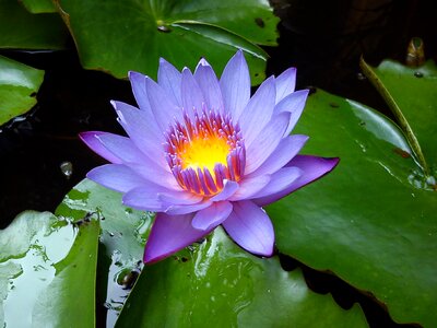 Lilly waterlily aquatic photo