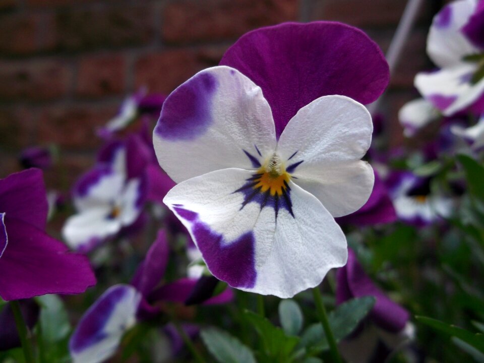 Violet violaceae flower