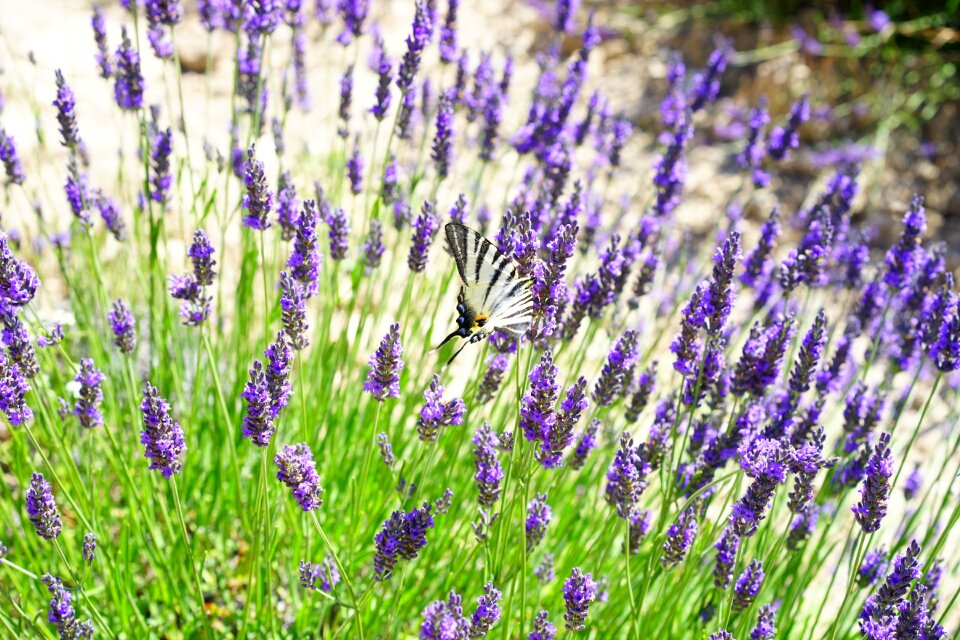 Flora floral lavender photo