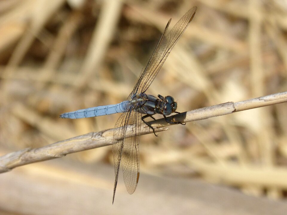 Orthetrum cancellatum dragonfly river