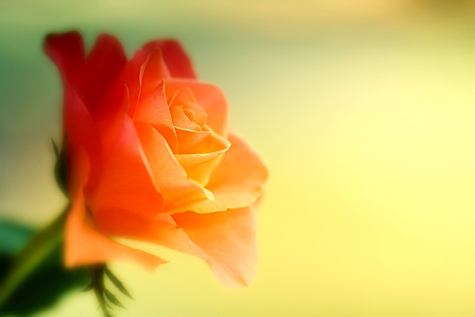 Macro close up blossom