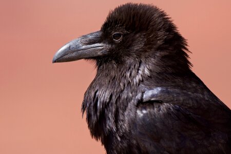 Crow black bird photo
