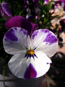 Violet-white violaceae flower