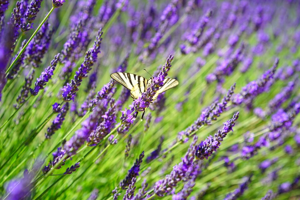 Flowers purple flora